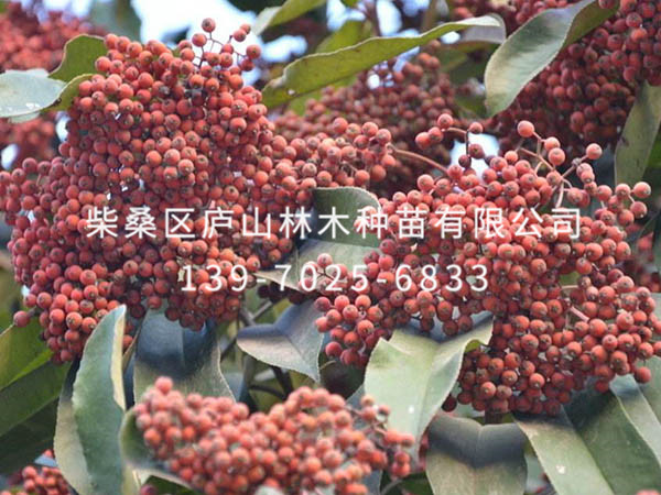 紅葉石楠