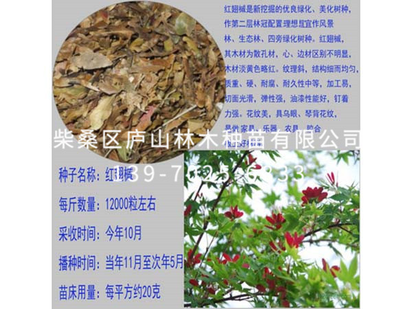 紅翅槭種子